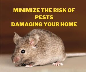 Minimize The Risk of Pests Damaging Your Home