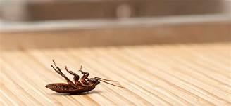 bugs Six Tips for Bug Proofing Your Home